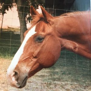 Meet your Posher, Janet